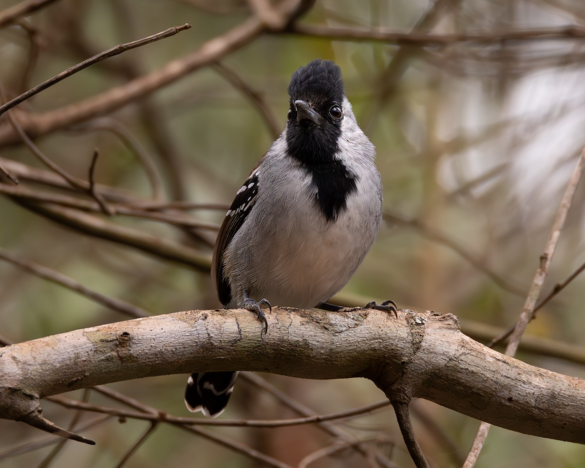 Silvery-cheeked Antshrike - ML623298274