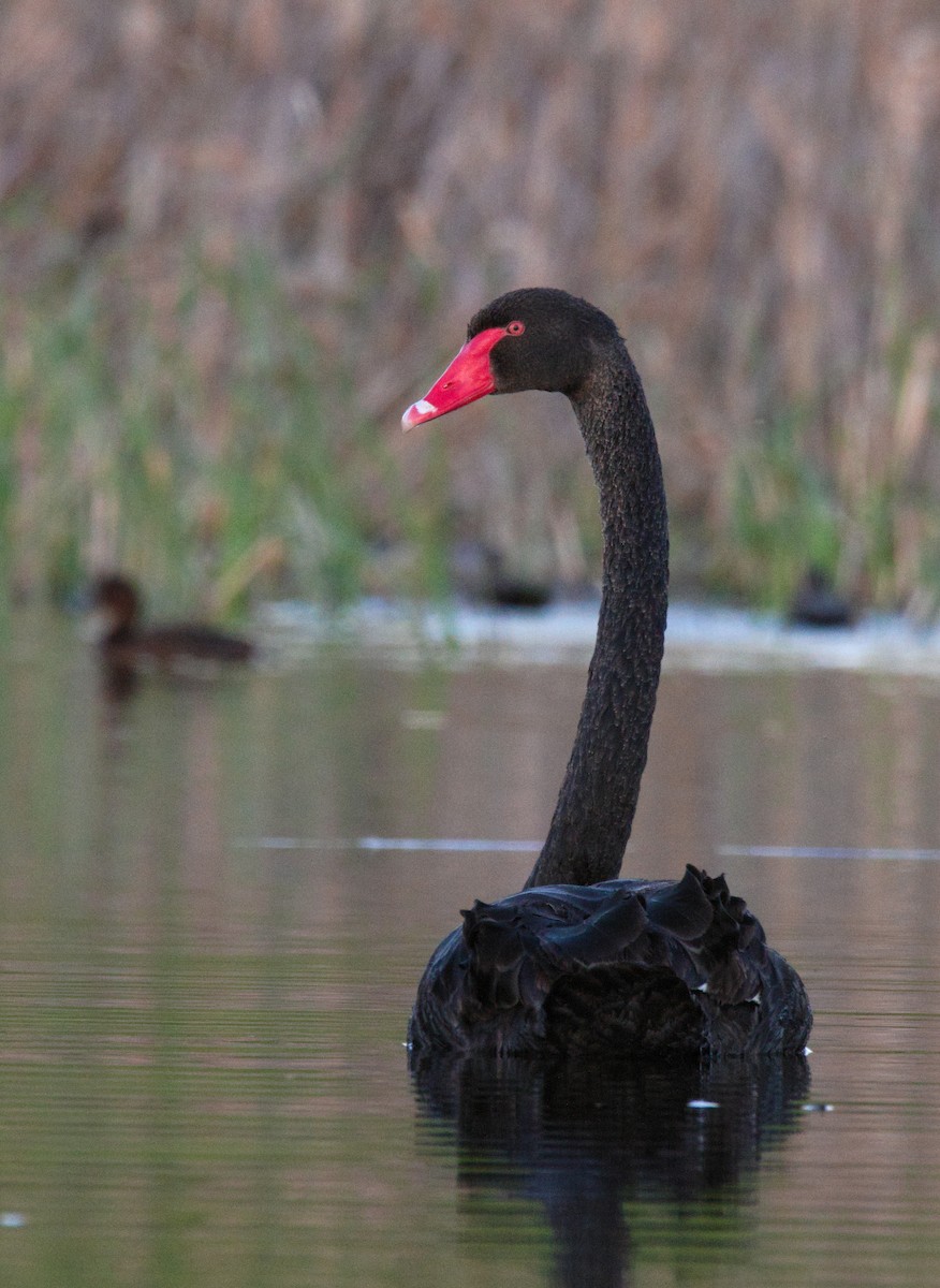 Black Swan - ML623298282