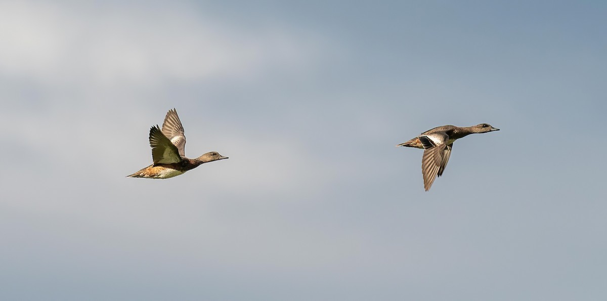 American Wigeon - ML623298295