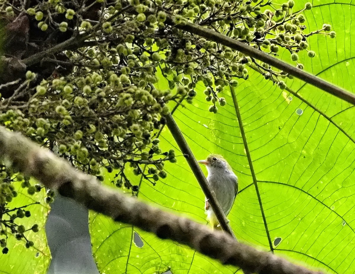 White-bellied Erpornis - ML623298305