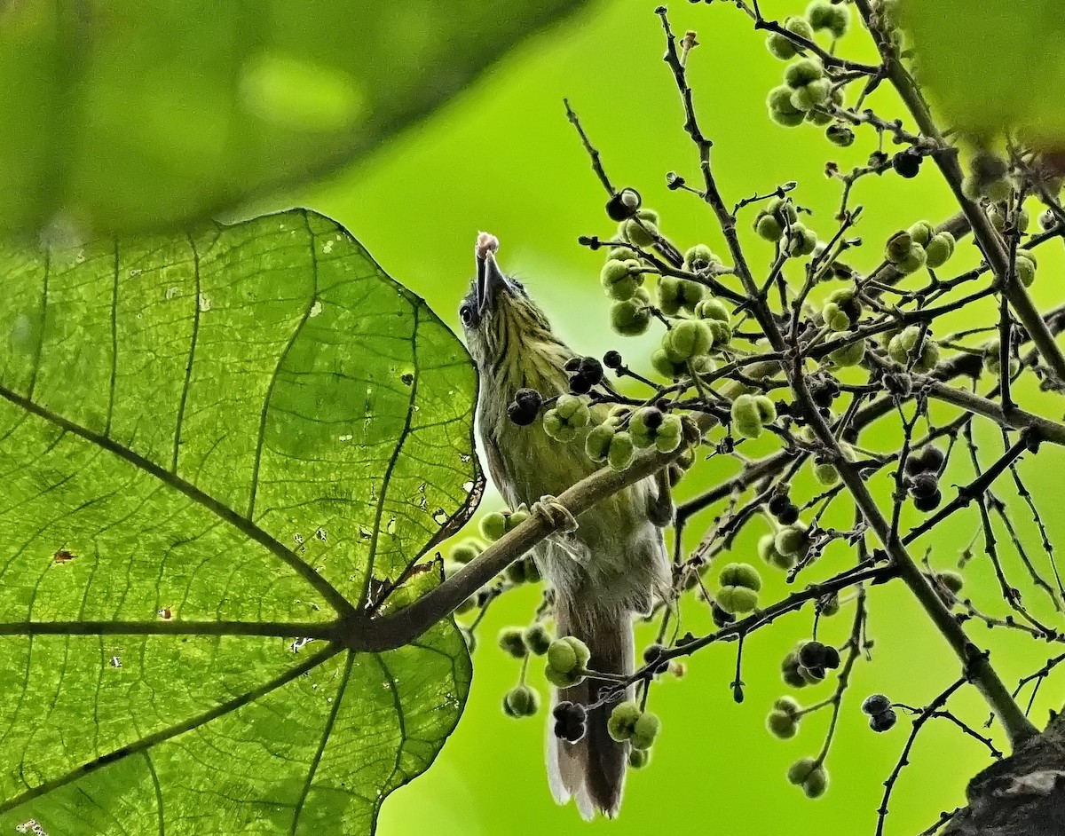 Pin-striped Tit-Babbler - ML623298323