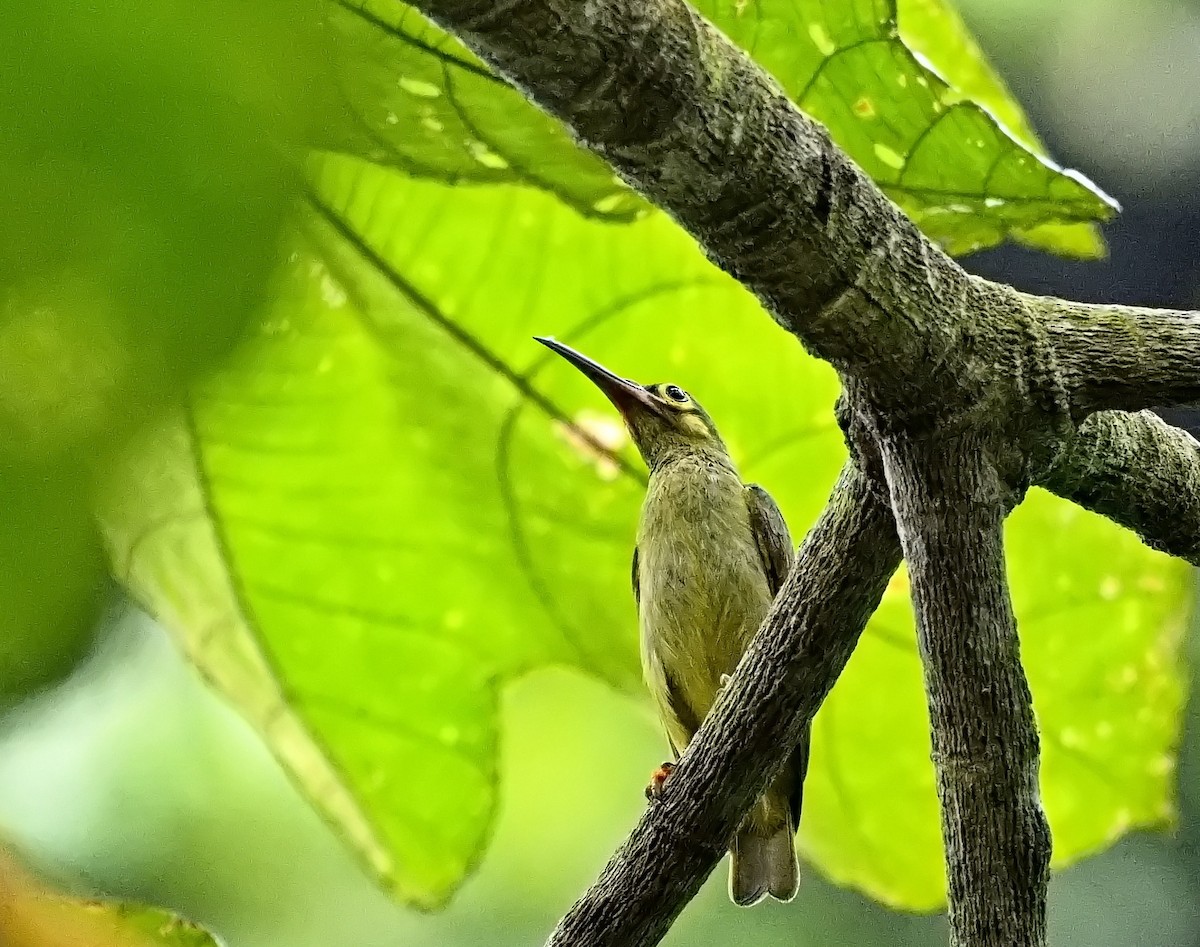 Spectacled Spiderhunter - ML623298329