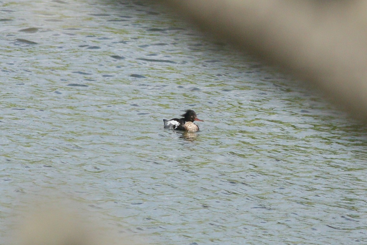 Red-breasted Merganser - ML623298385