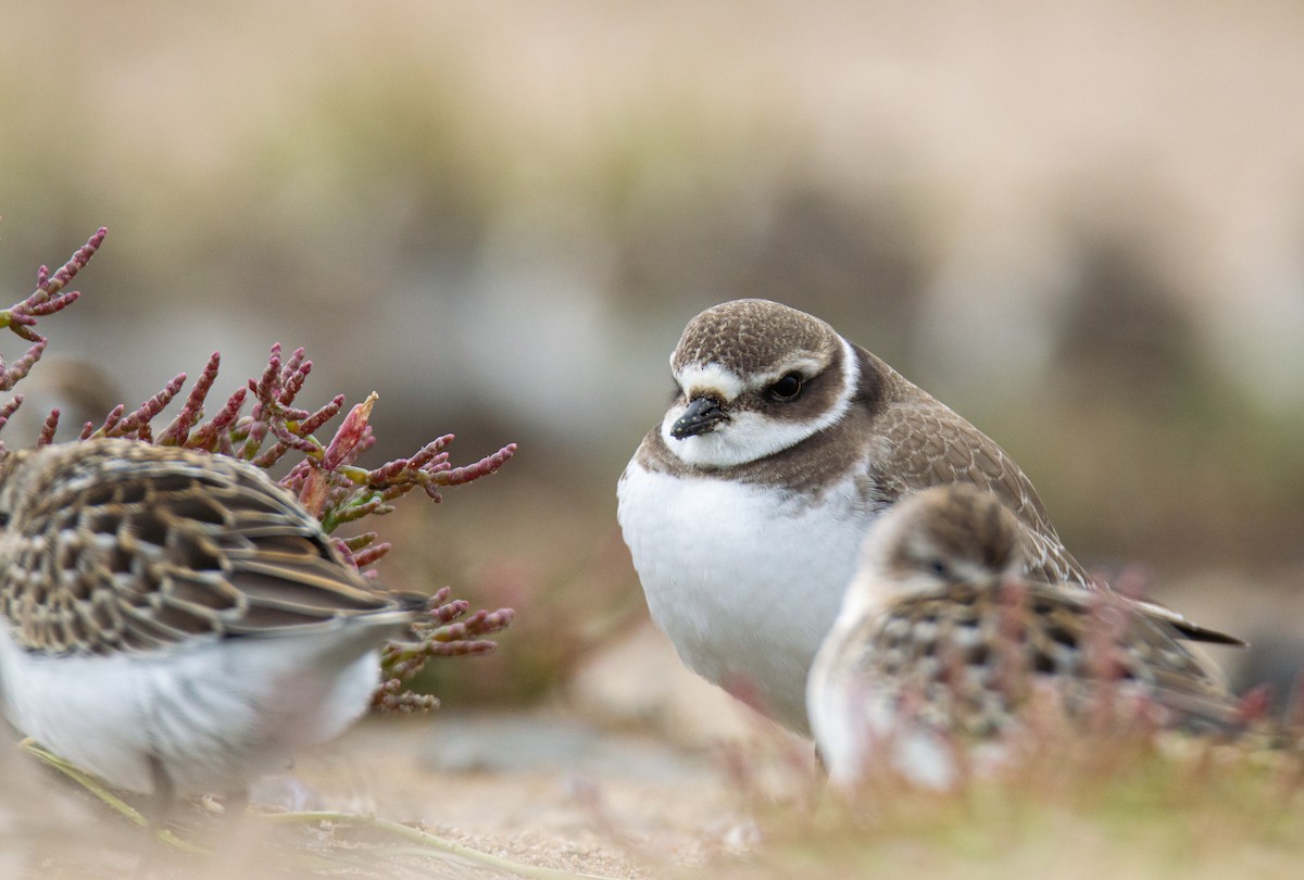 Semipalmated Plover - ML623298399