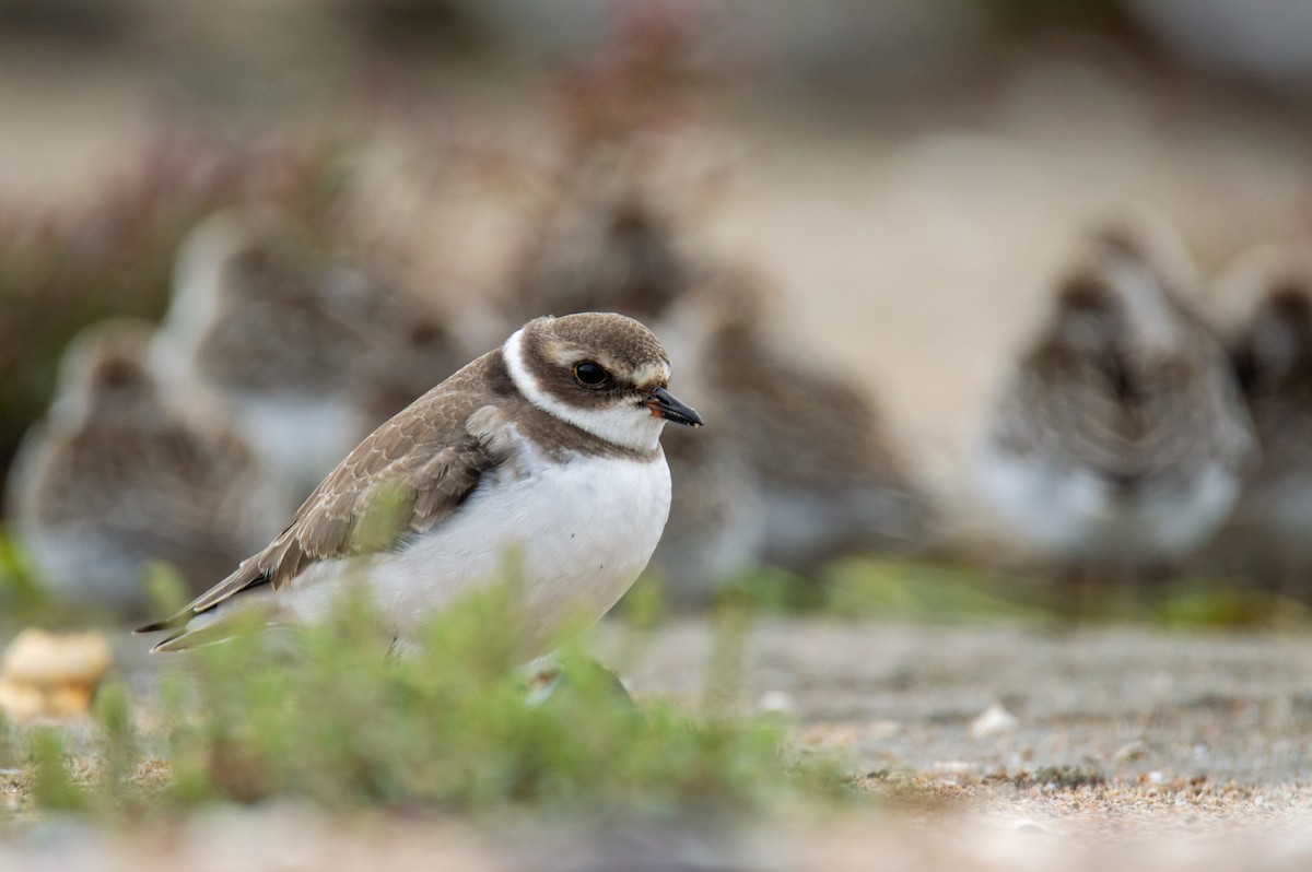 Semipalmated Plover - ML623298401