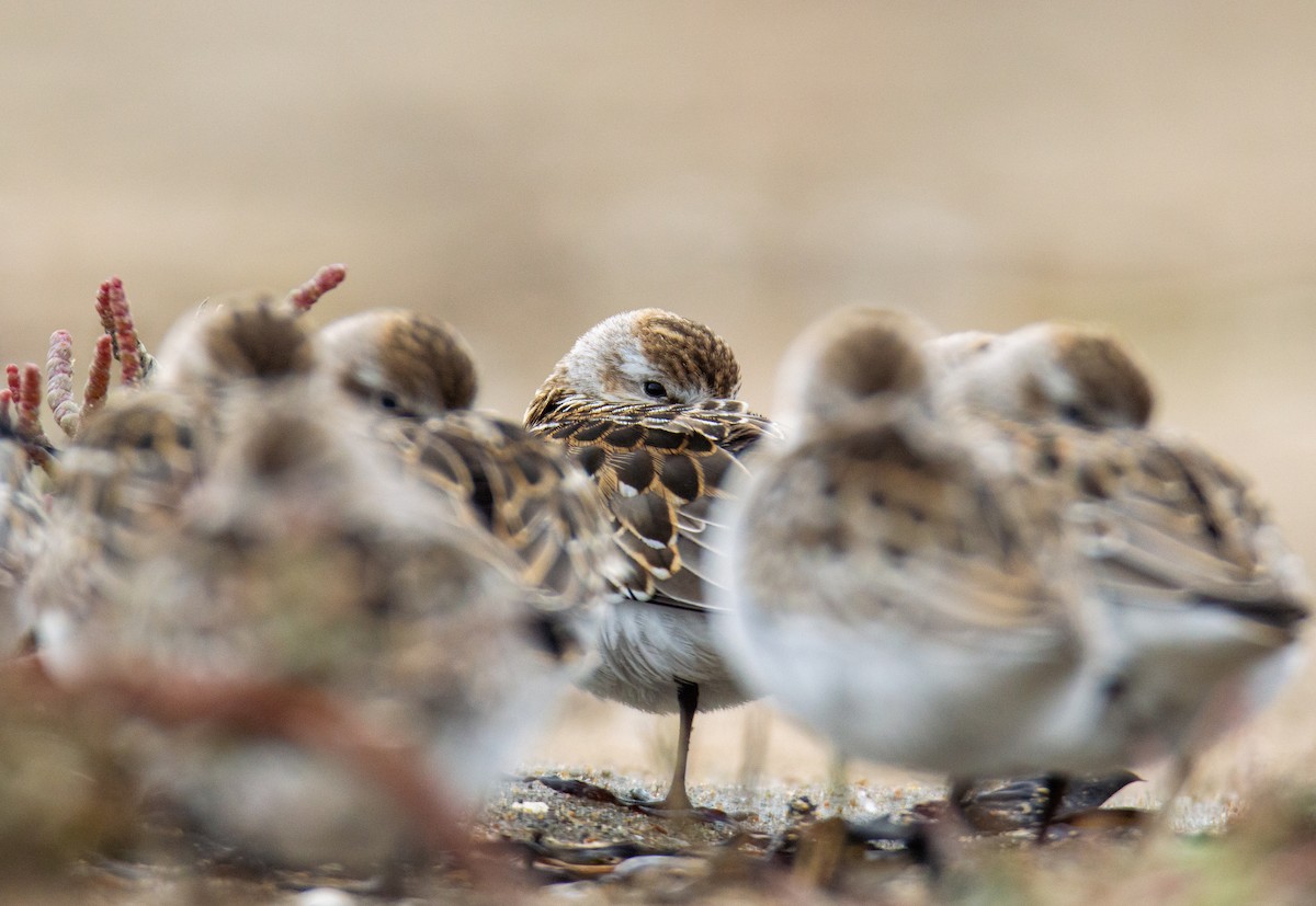 Semipalmated Sandpiper - ML623298412