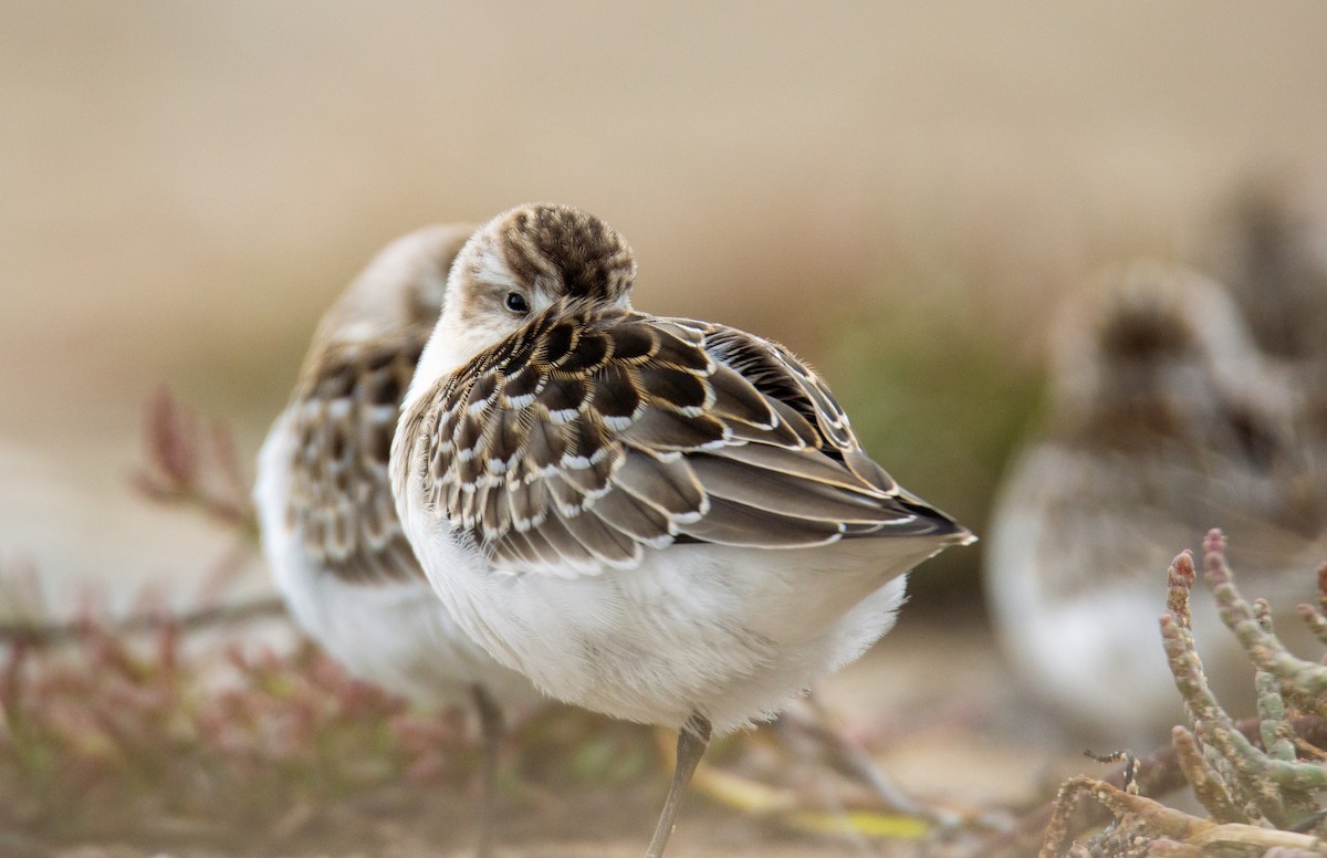 Semipalmated Sandpiper - ML623298414