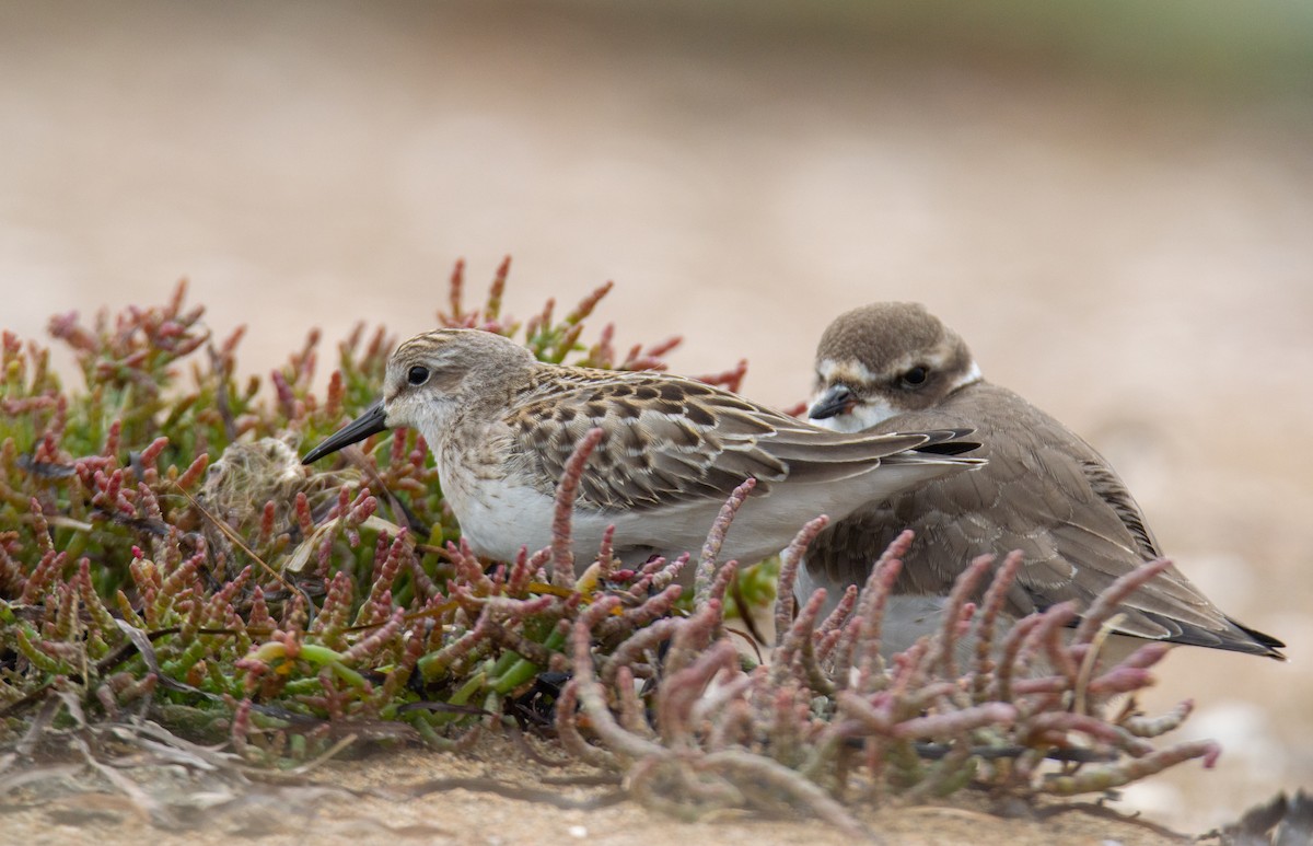 Sandstrandläufer - ML623298416