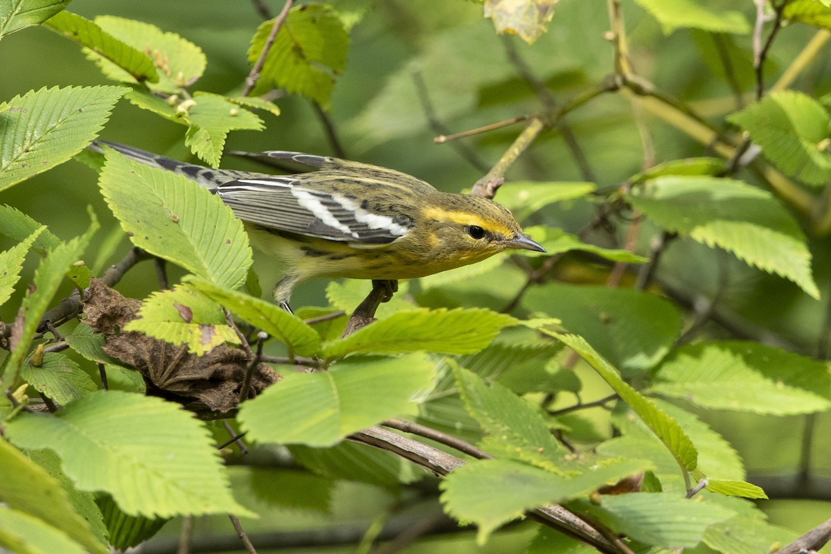 Blackburnian Warbler - ML623298426