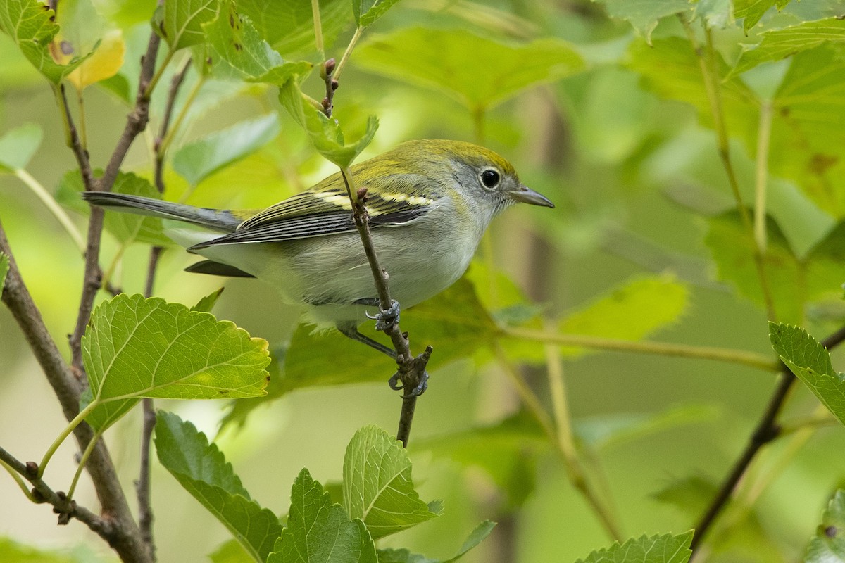 Chestnut-sided Warbler - ML623298455