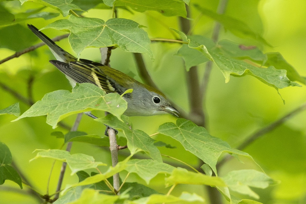 Chestnut-sided Warbler - ML623298456