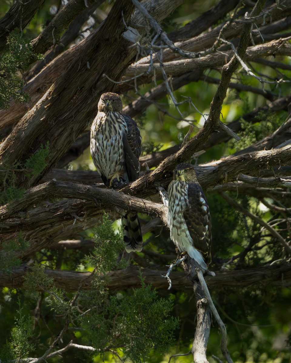 Cooper's Hawk - ML623298468