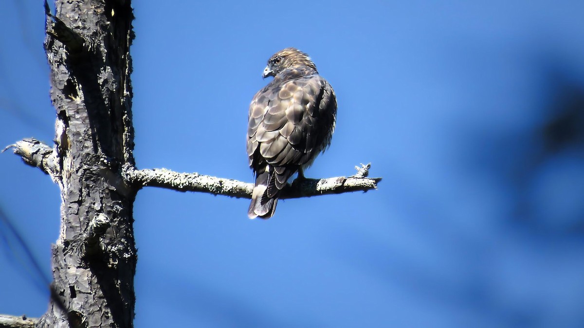 Broad-winged Hawk - ML623298476