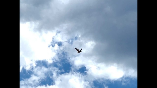 Swainson's Hawk - ML623298477