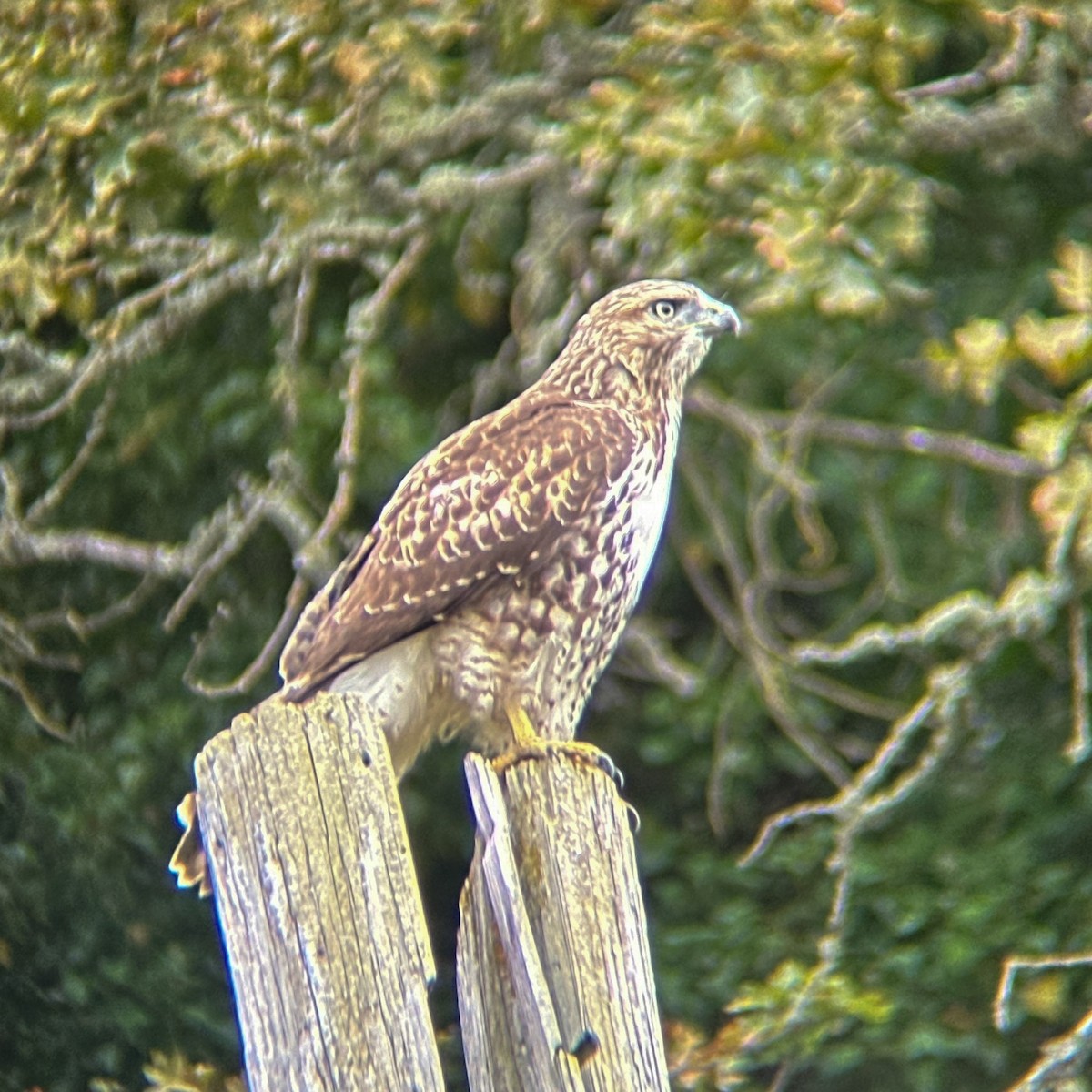 Red-tailed Hawk - ML623298479