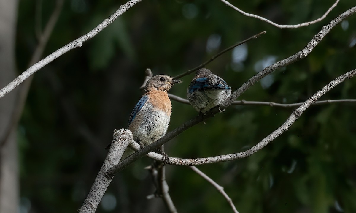 Eastern Bluebird - ML623298510