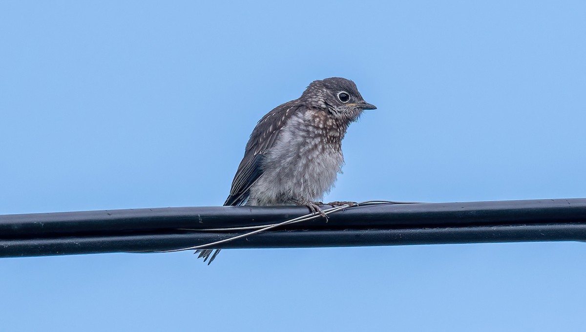 Eastern Bluebird - ML623298511