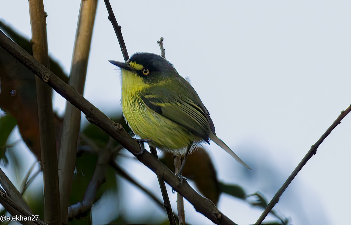 Gray-headed Tody-Flycatcher - ML623298600