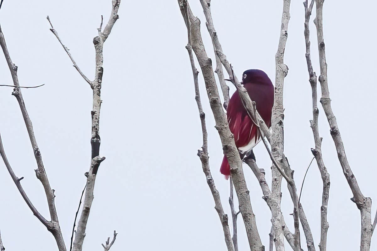 Pompadour Cotinga - ML623298603