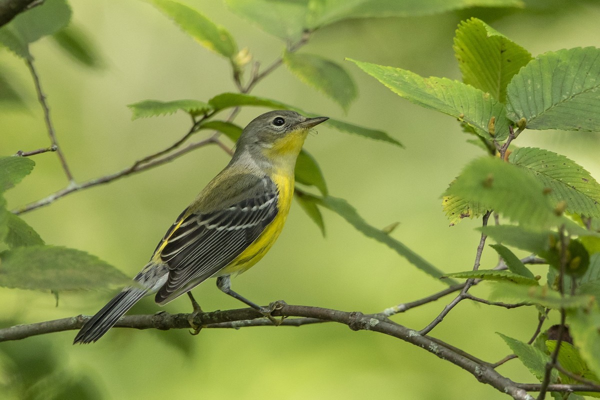 Magnolia Warbler - ML623298678