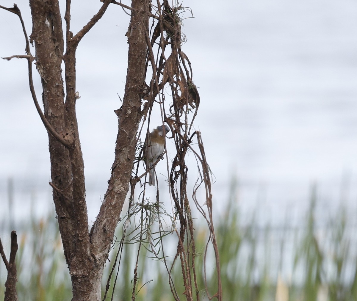 Rufous-banded Honeyeater - ML623298681