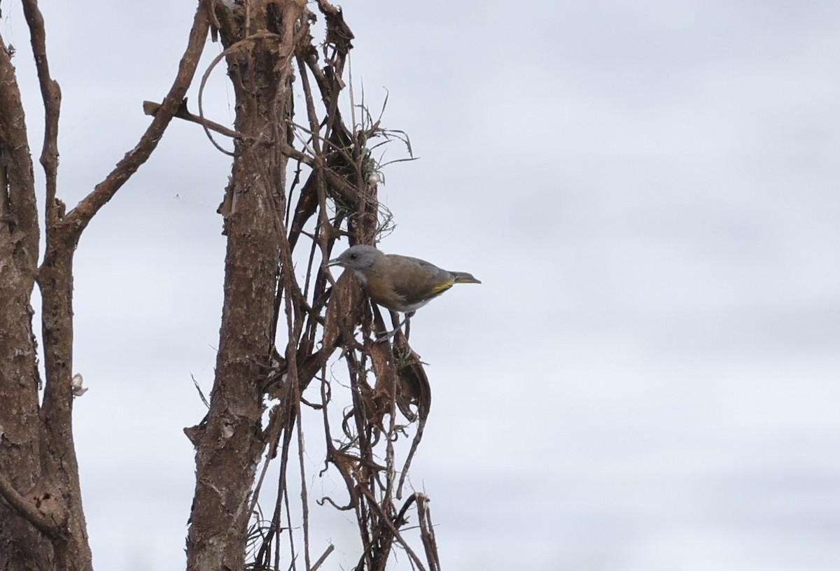 Rufous-banded Honeyeater - ML623298682