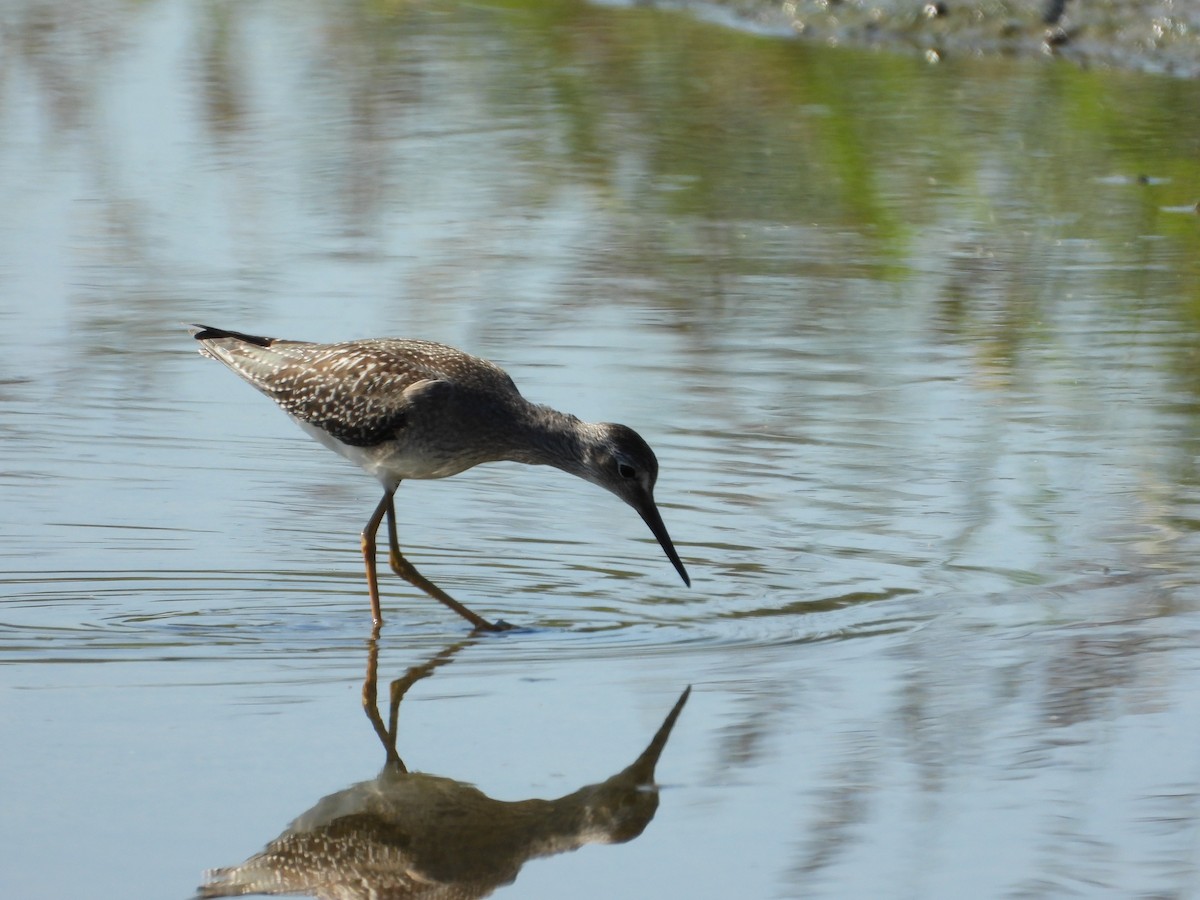 Lesser Yellowlegs - ML623298769