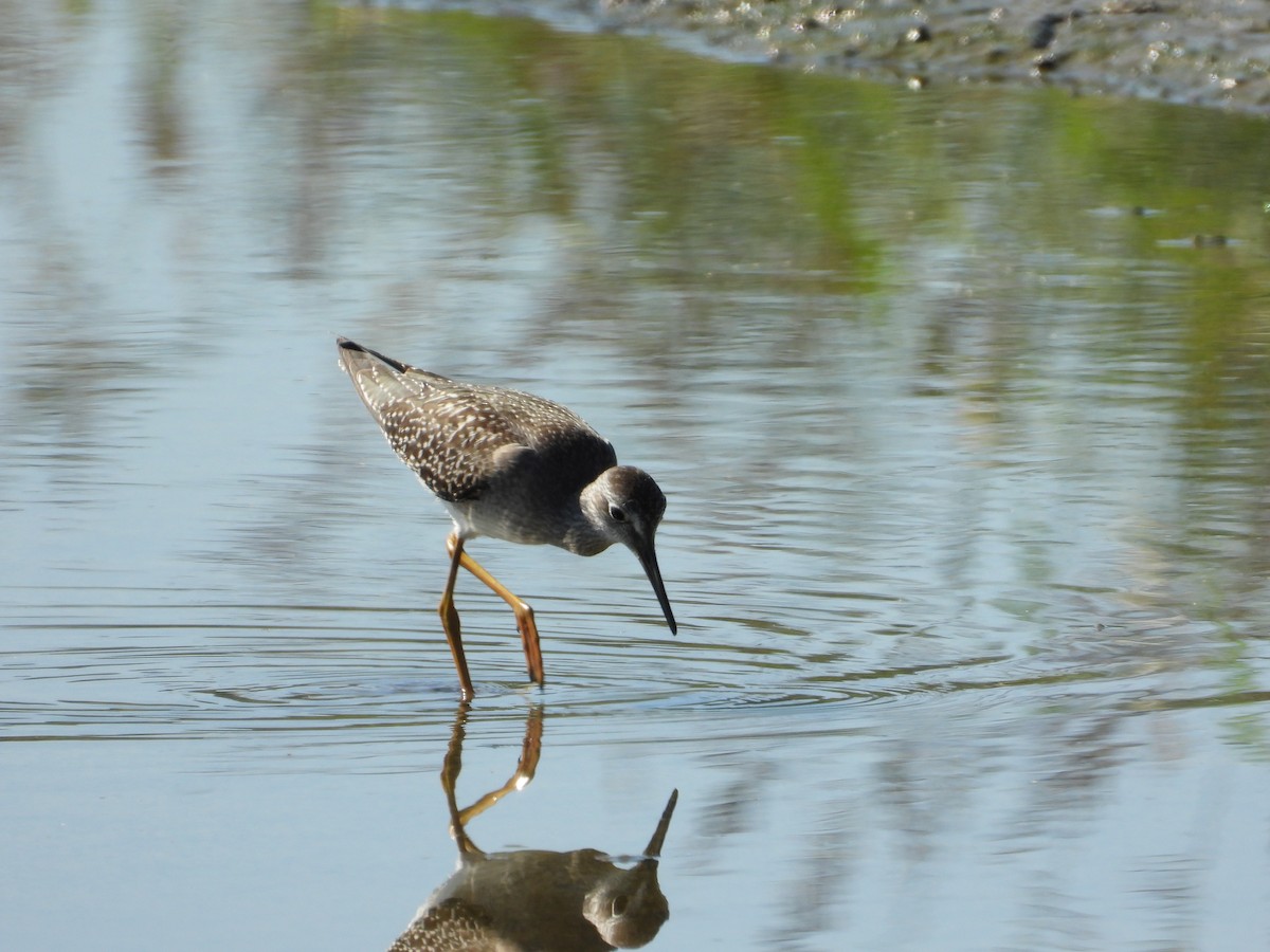 Lesser Yellowlegs - ML623298770