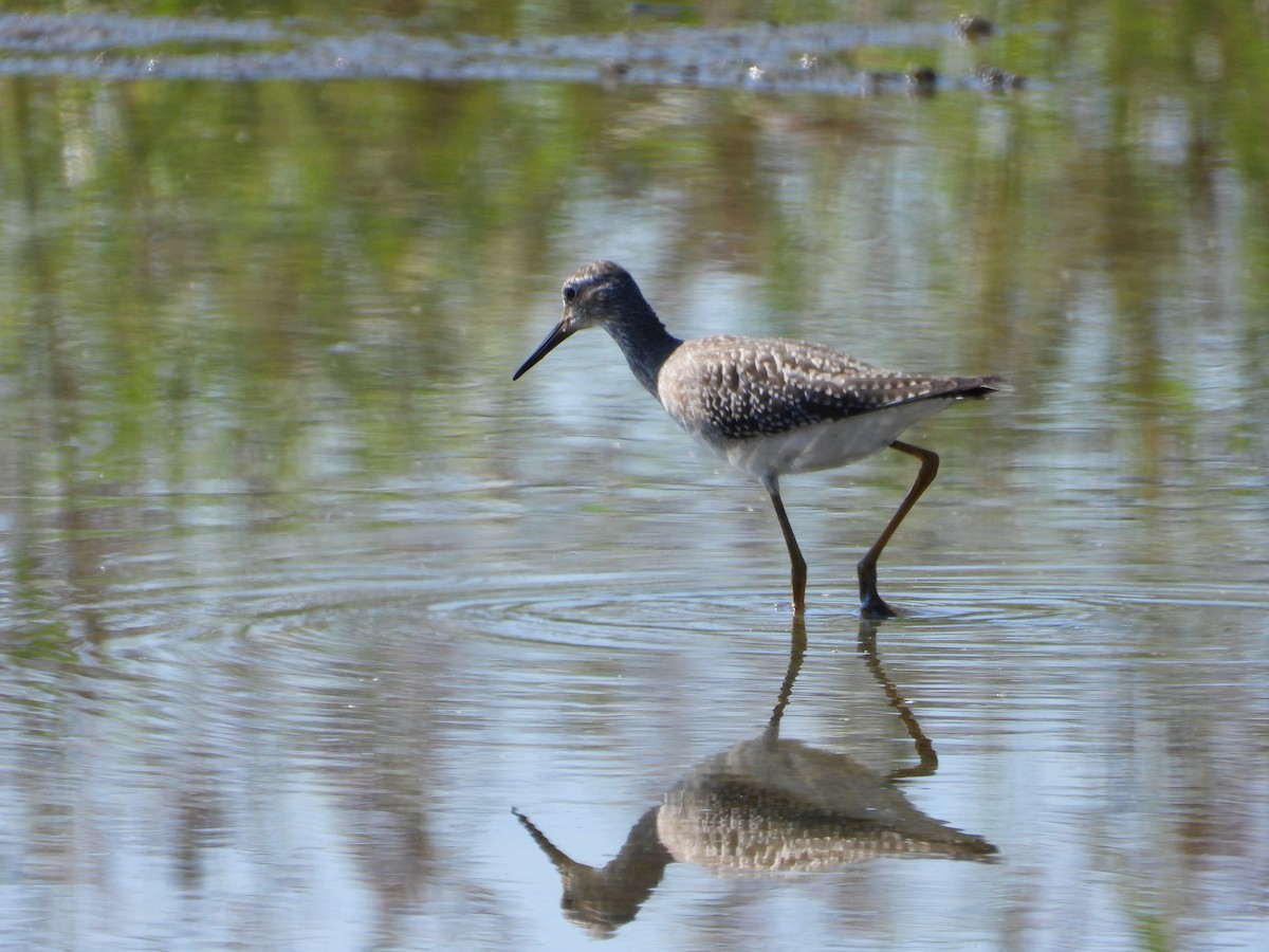 Lesser Yellowlegs - Jeff Fengler