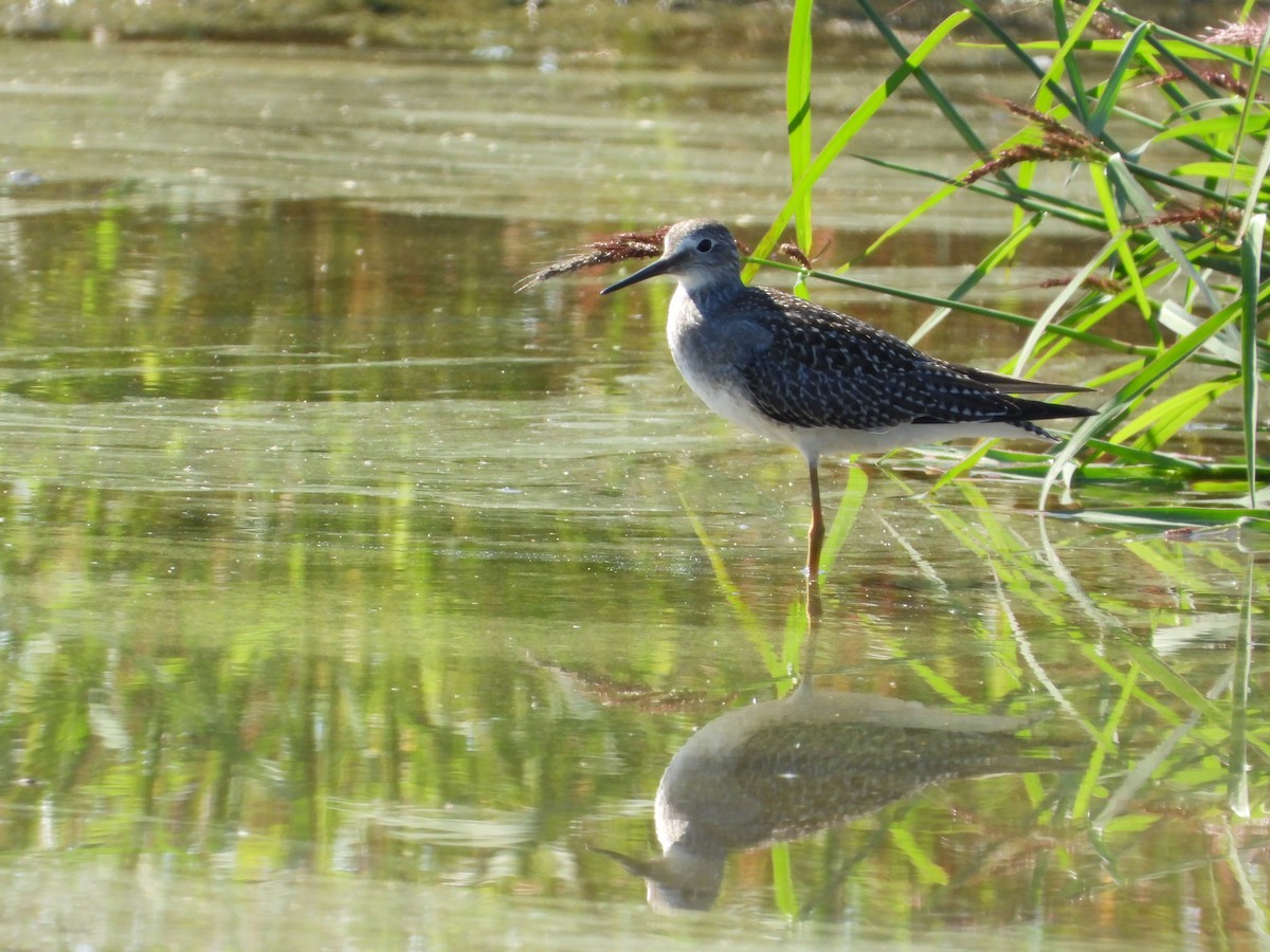 Lesser Yellowlegs - ML623298772