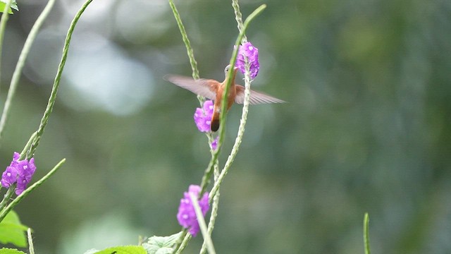 Cinnamon Hummingbird - ML623298790