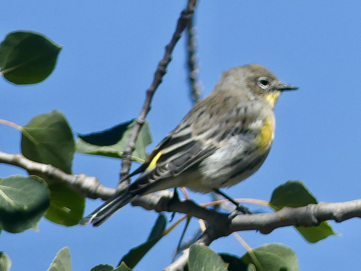 Yellow-rumped Warbler (Audubon's) - ML623298812