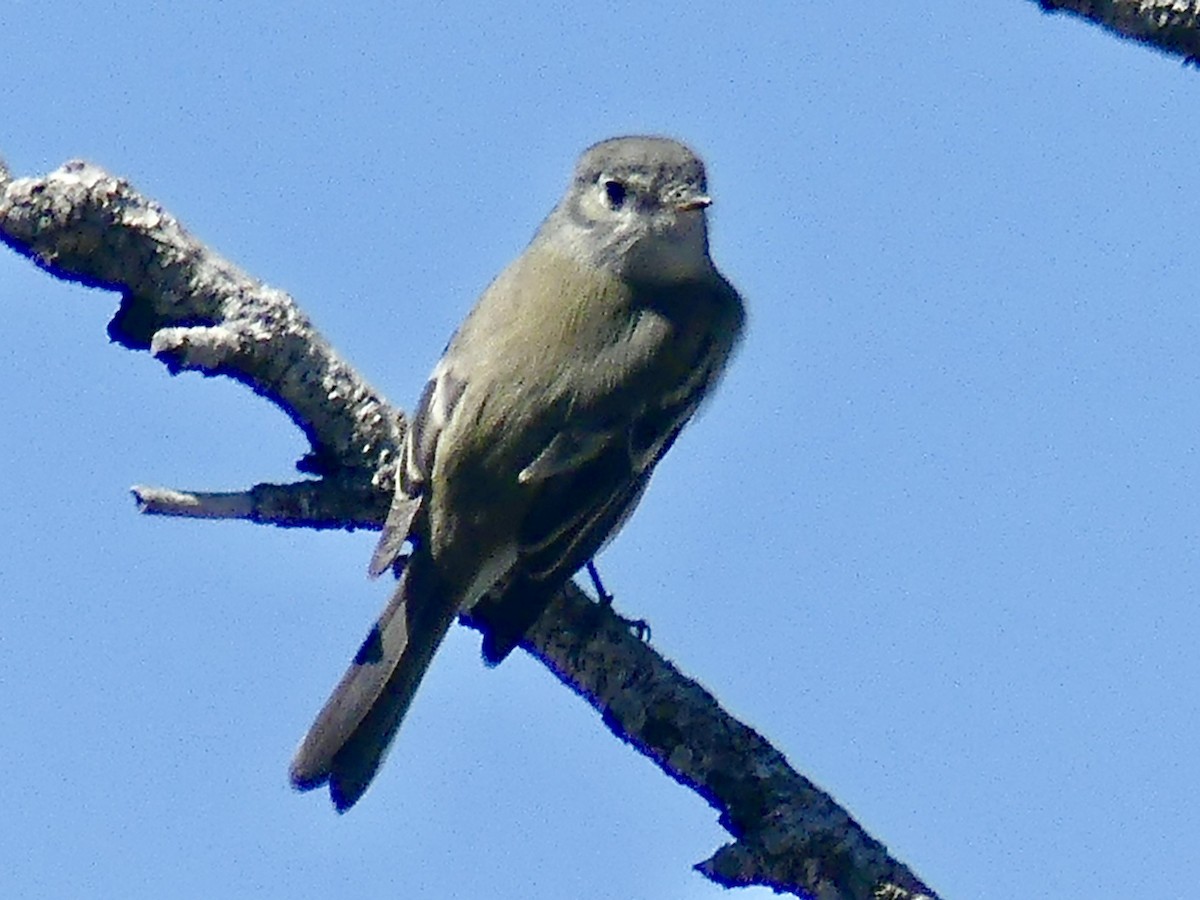 Western Flycatcher - ML623298816