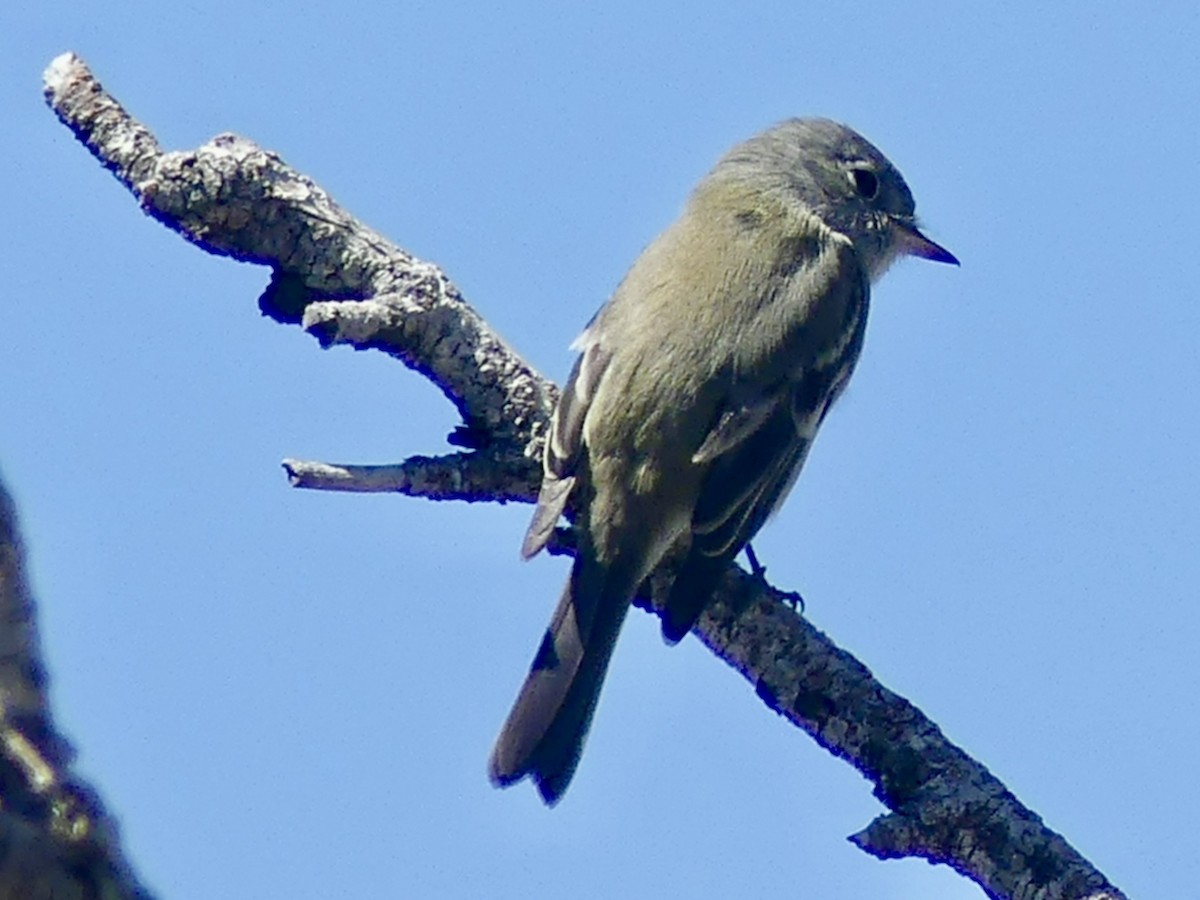 Western Flycatcher - ML623298817