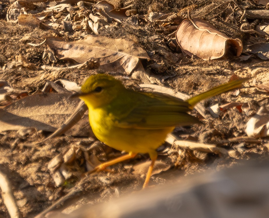 Flavescent Warbler - David Barton