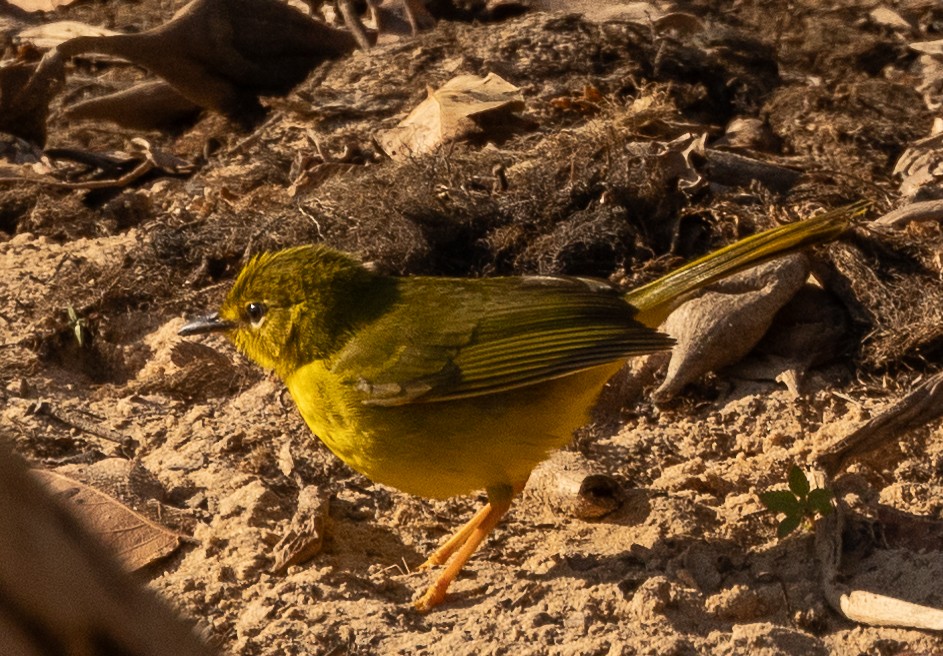 Flavescent Warbler - David Barton