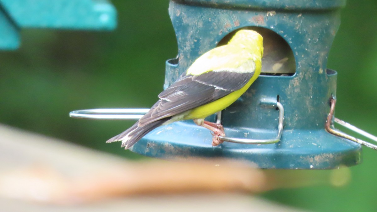 American Goldfinch - b gruff