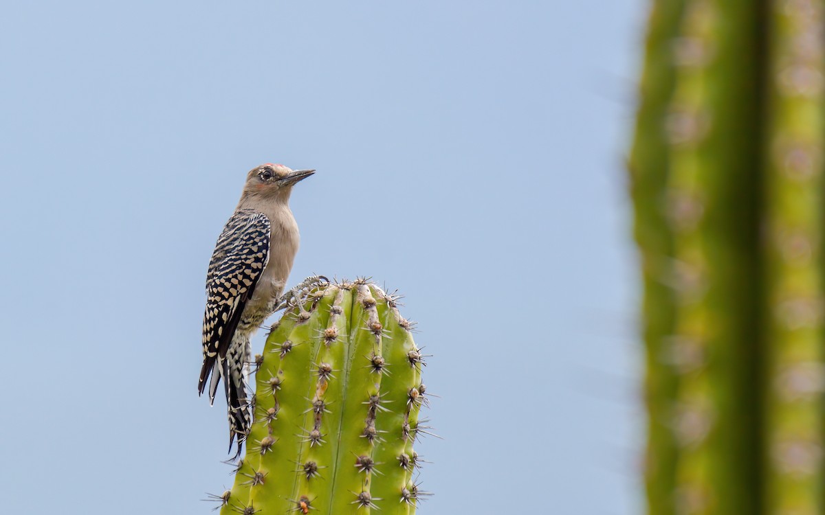 Gray-breasted Woodpecker - Luis Trinchan