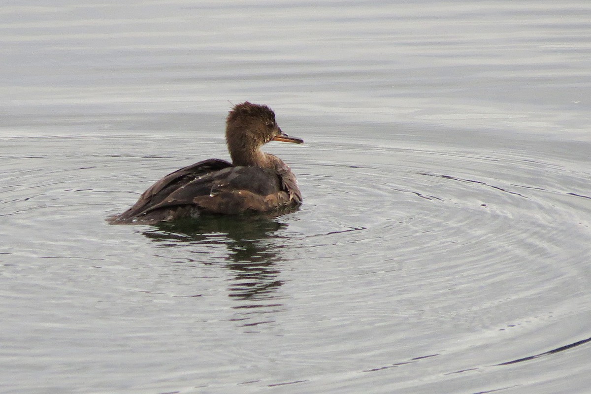 Hooded Merganser - ML623299030