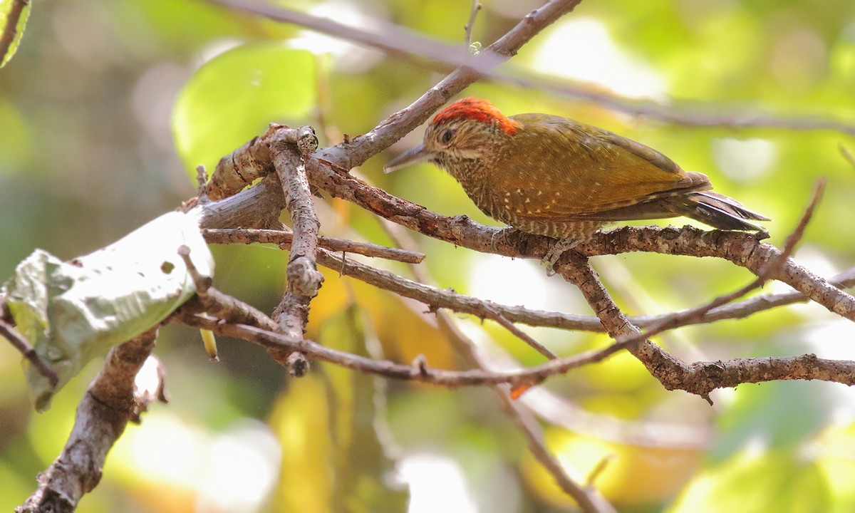 Dot-fronted Woodpecker - ML623299045