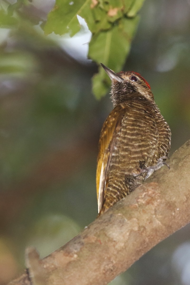 Dot-fronted Woodpecker - ML623299048