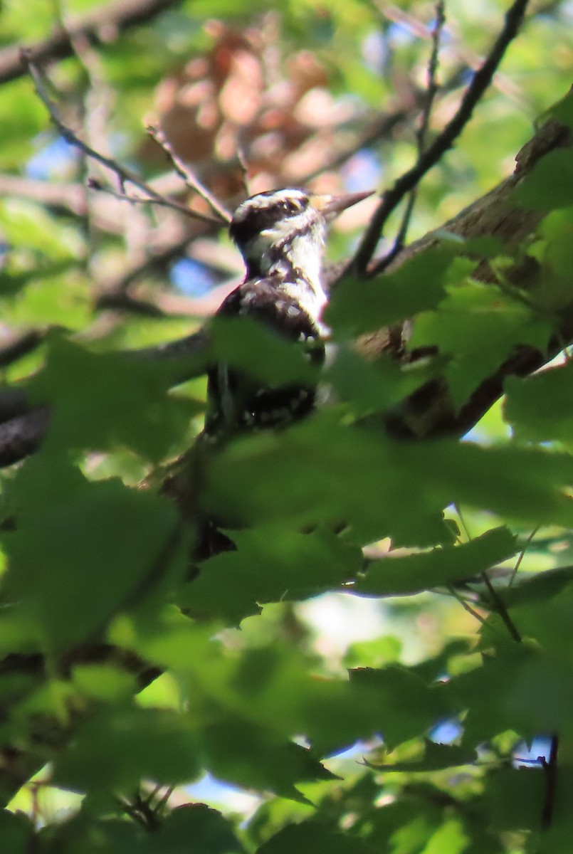 Hairy Woodpecker - ML623299073