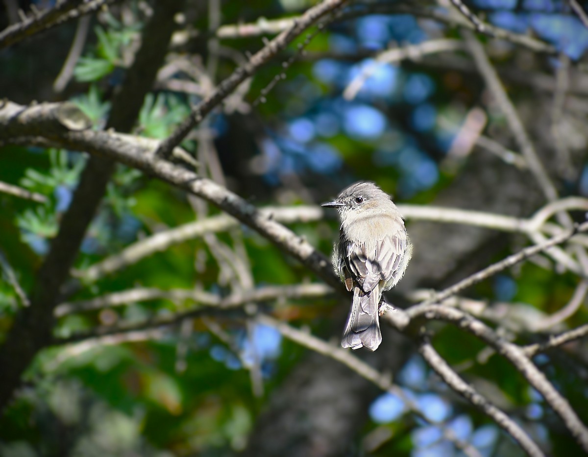 Eastern Wood-Pewee - ML623299210