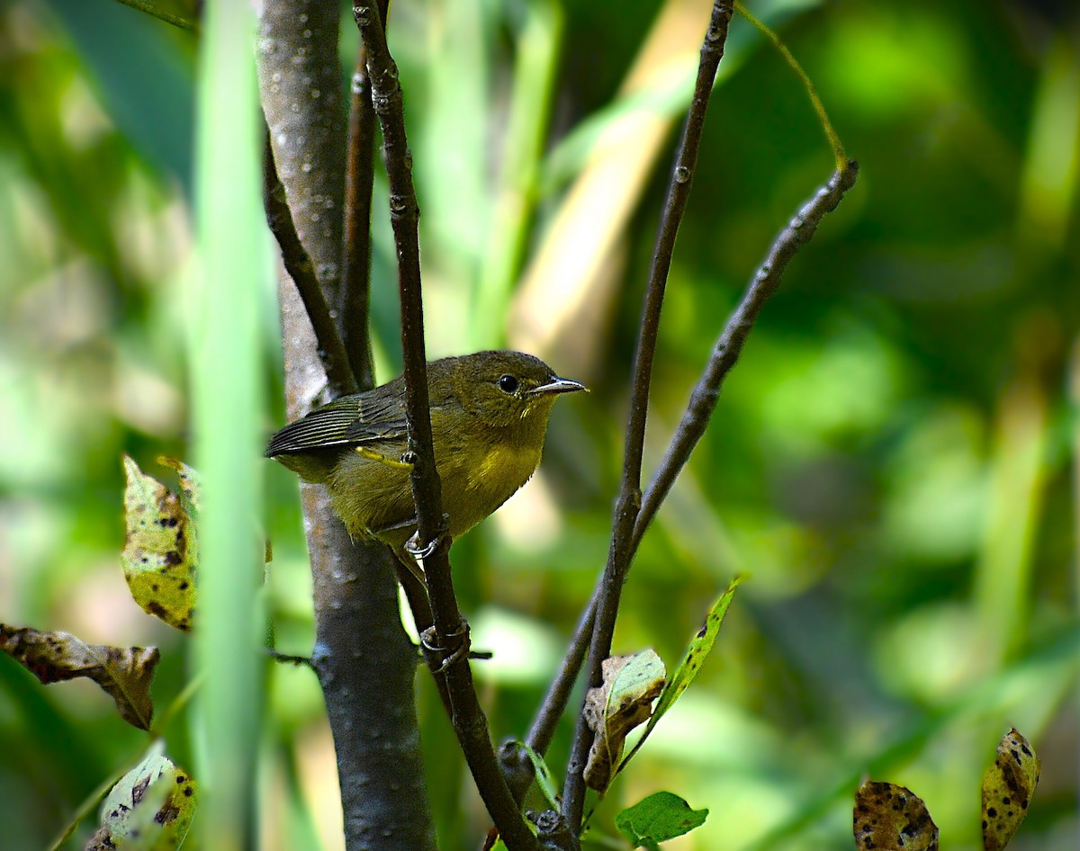 Common Yellowthroat - Trevor Gorby