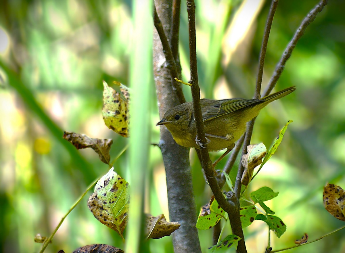 Common Yellowthroat - ML623299225