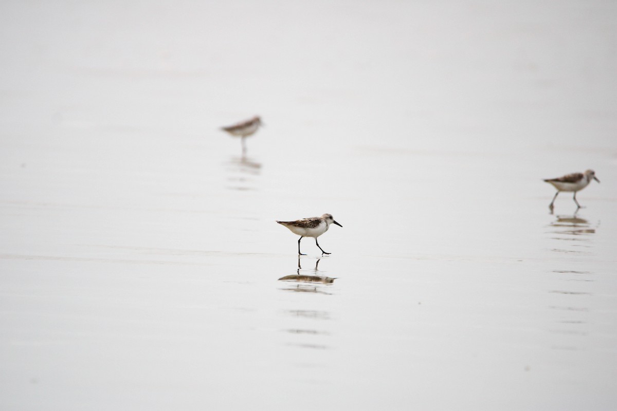 Bécasseau sanderling - ML623299233