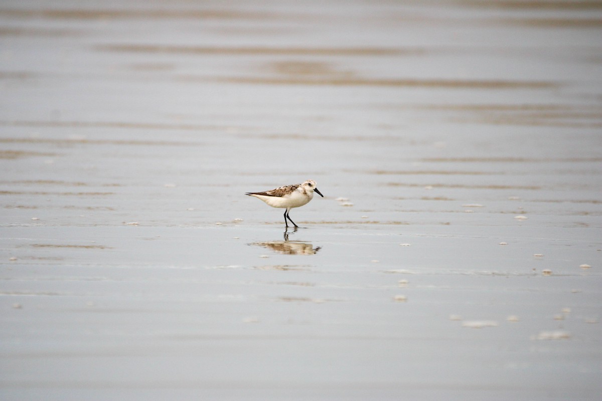 Bécasseau sanderling - ML623299234