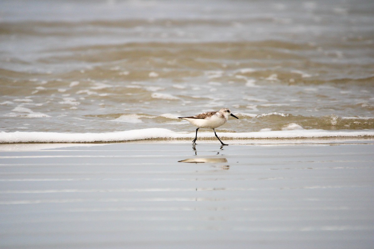 Bécasseau sanderling - ML623299235