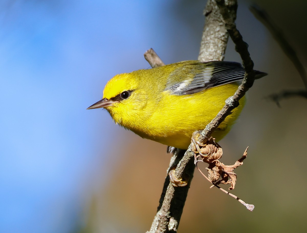 Blue-winged Warbler - ML623299243