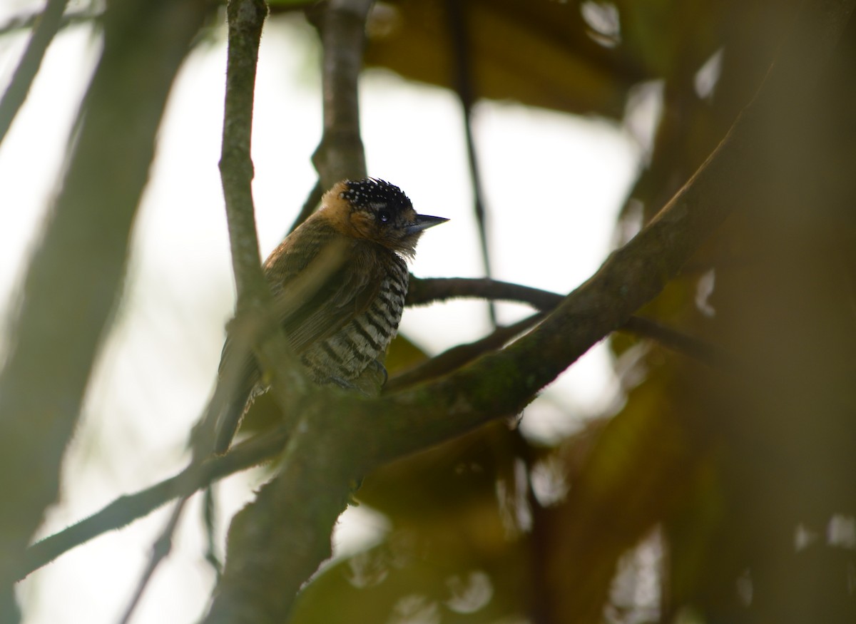 Ochre-collared Piculet - ML623299244